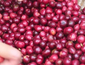 CÀ PHÊ SẠCH RANG XAY – UỐNG LÀ GHIỀN, UỐNG LÀ YÊN TÂM