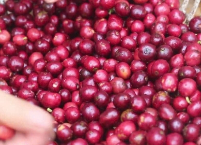 CÀ PHÊ SẠCH RANG XAY – UỐNG LÀ GHIỀN, UỐNG LÀ YÊN TÂM